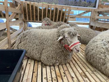 Дагестанская горная порода овец