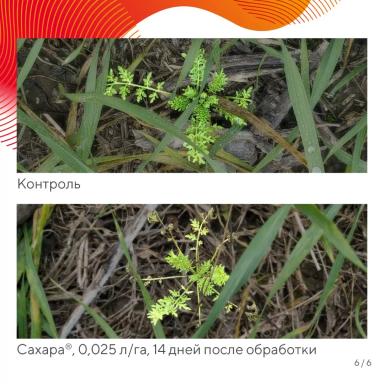 Вредный объект? У «Августа» ответ!