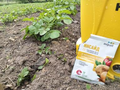 Названы финалисты «Картофельного БУМа»!