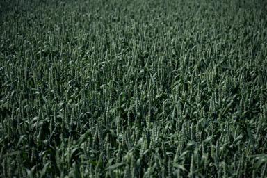 КВС Джетстрим (KWS JETSTREAM)