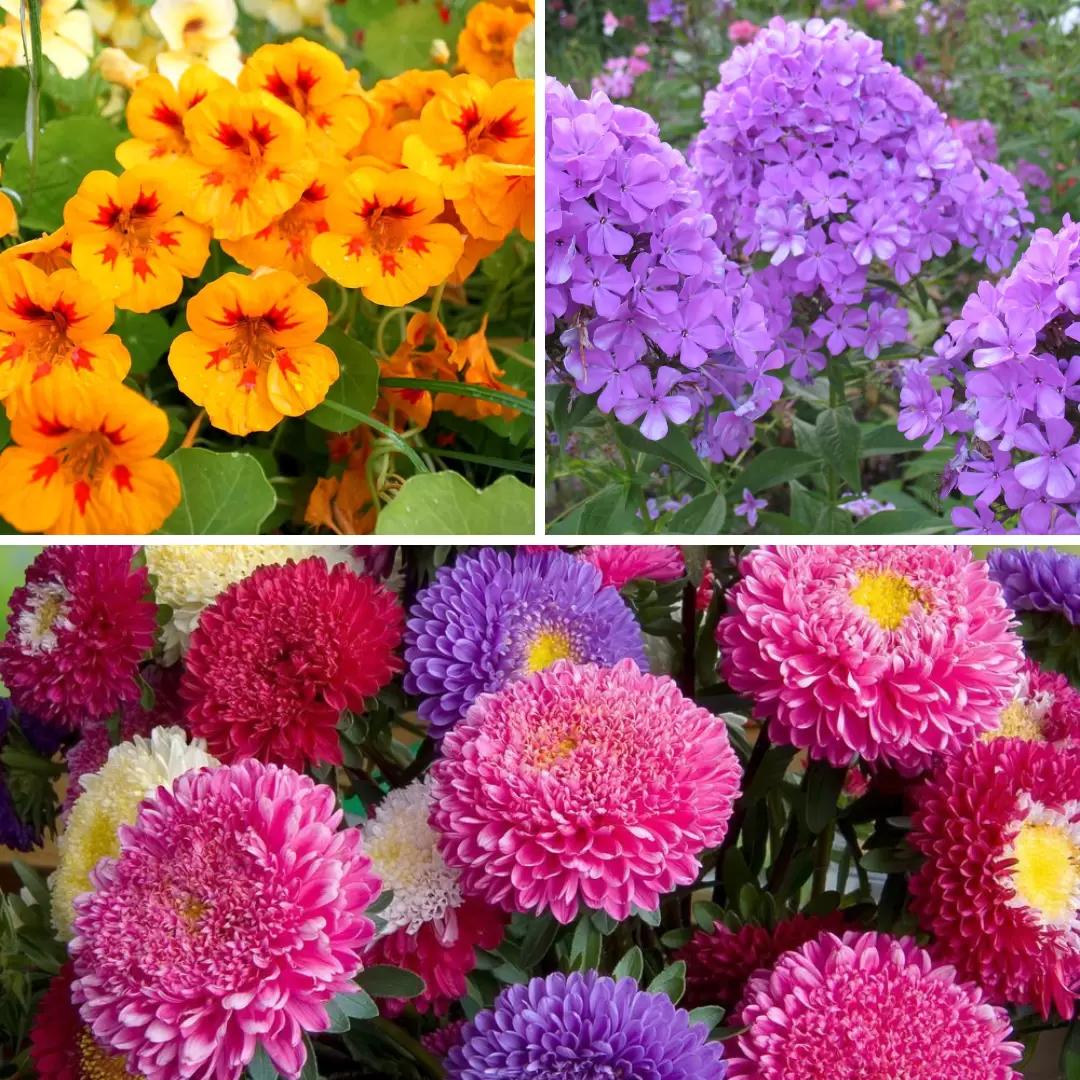 И снова о посадках: что можно высадить в июле?