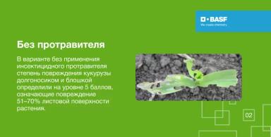 Эффективность ПОНЧО® против листогрызущих вредителей