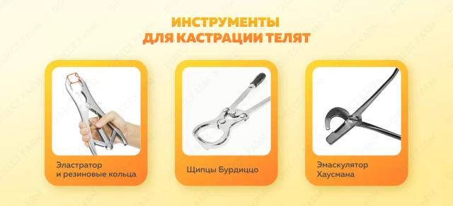 Кастрация телят