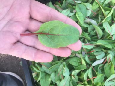 Листовая зелень « от прекрасного до полезного»