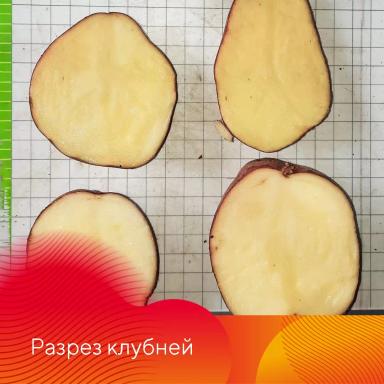 Сахара®. Подсушит культуру, засушит сорняки