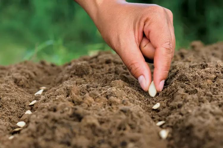 Россельхознадзор запретил ввоз семян ряда иностранных питомников