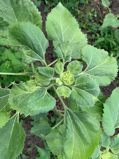 Дефицит какого элемента у подсолнечника?