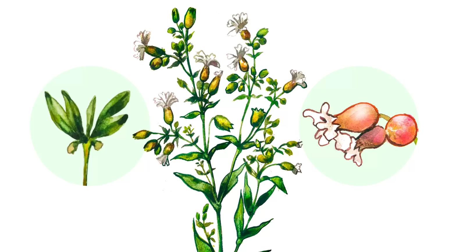 Смолёвка обыкновенная (Хлопушка обыкновенная)