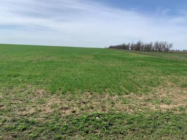 Восстановление посевов озимой пшеницы