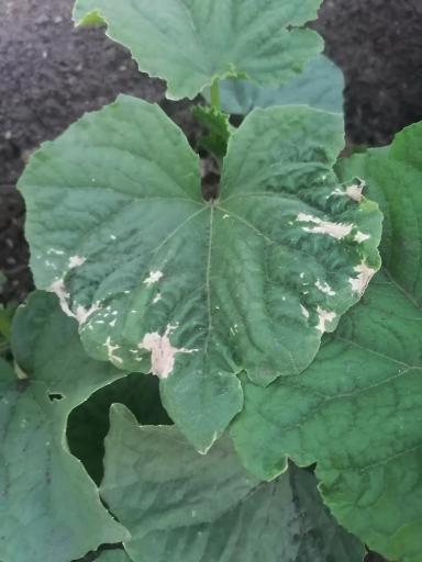 Что с листьями огурца? 