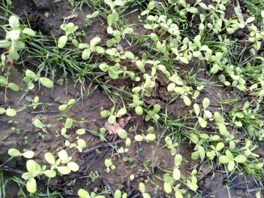 Борьба с падалицей подсолнечника на озимой пшенице в осенний период