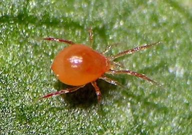 Энтомофаги для защиты растений от насекомых-вредителей