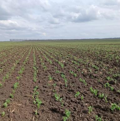 Агросопровождение на всех этапах