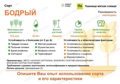 Бодрый сорт мягкой озимой пшеницы