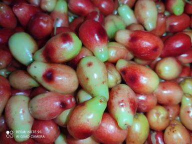 Причины болезни кизила 