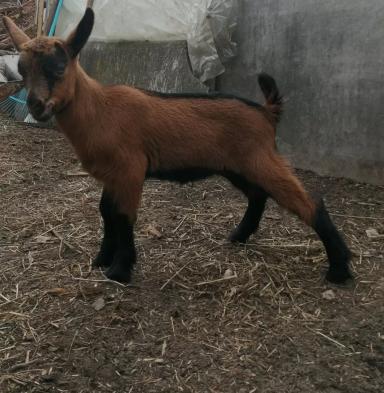 Бурая чешская 