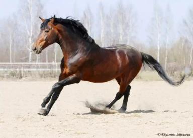 Украинская верховая порода лошадей