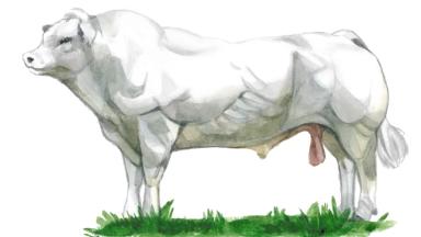 Аквитанская светлая корова описание характеристики содержание и разведение отзывы