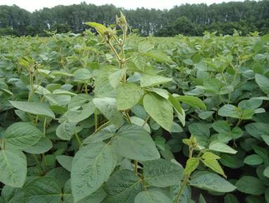 Золотистая