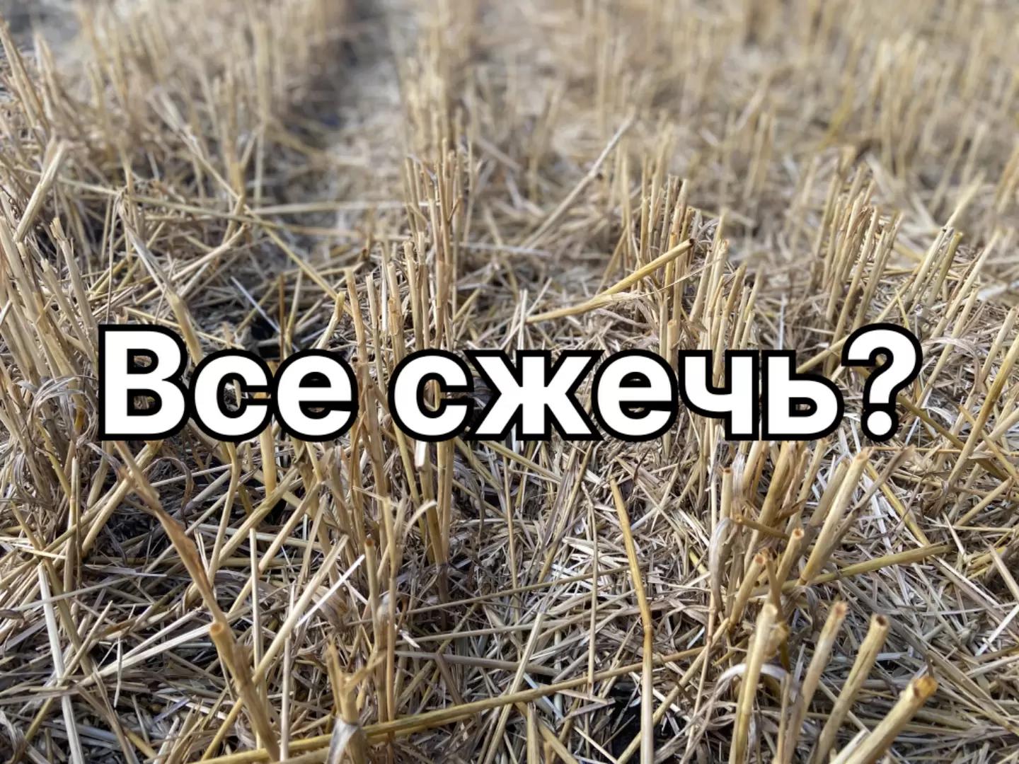 Стерня: сжечь или нет?