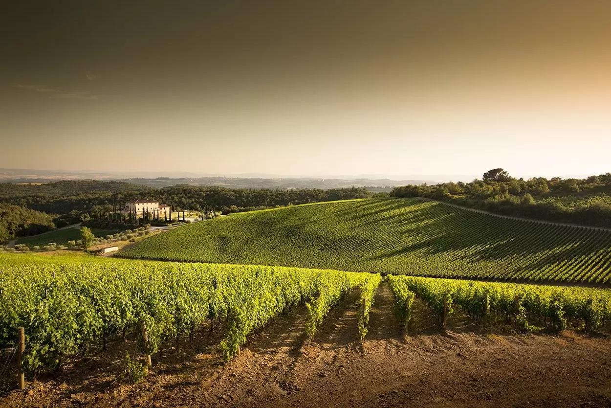 Французские фермеры уничтожат 9500 га виноградников и посадят там пшеницу