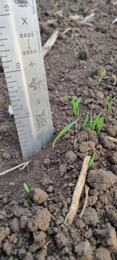 Всходы🌱 ячменя🌾 "Прерия"1РС