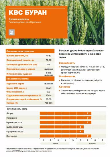 КВС Буран ® сорт мягкой яровой пшеницы