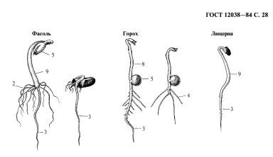 ГОСТ 12038-84 Всхожесть методы определения