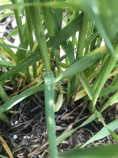 Мучнистая роса на озимой пшенице