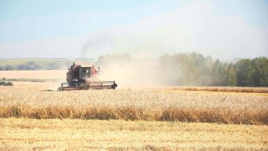 ИТОГИ ОСЕННЕ ПОСЕВА 2020 г. озимой пшеницы сорта «Скипетр»_КФХ Неживилов А.Н.