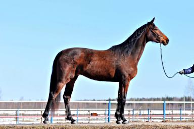 Тракененская порода лошадей