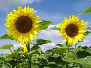 ЛГ 50450 (LG 50450)