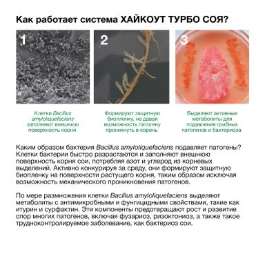Может ли инокулянт работать против бактериоза?