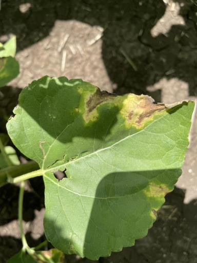 Болезнь подсолнечника