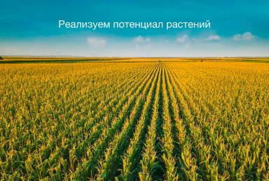 Гибриды кукурузы бренда АРТЕЗИАН™: когда генетика «запрограммирована» на успех