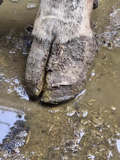 Контроль здоровья копытец коров: комплексный подход к профилактике и лечению.