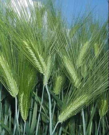 Стратег сорт озимого ячменя