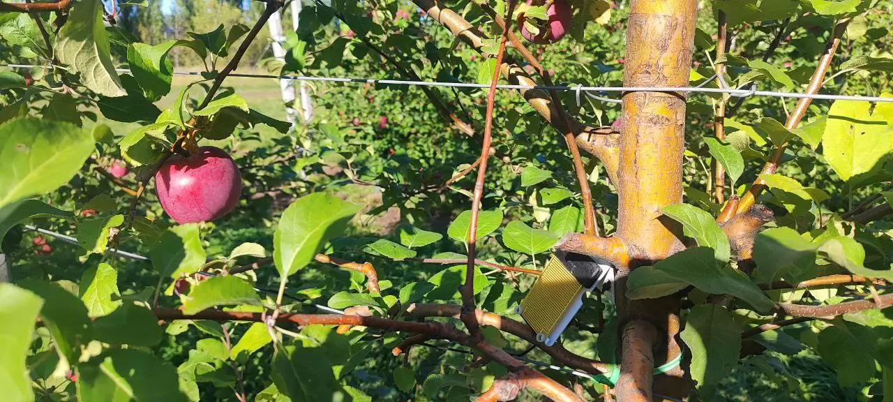 Датчик Влажности листвы Davis