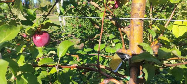 Датчик Влажности листвы Davis