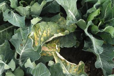 Ложная мучниста роса капусты (пероноспороз)