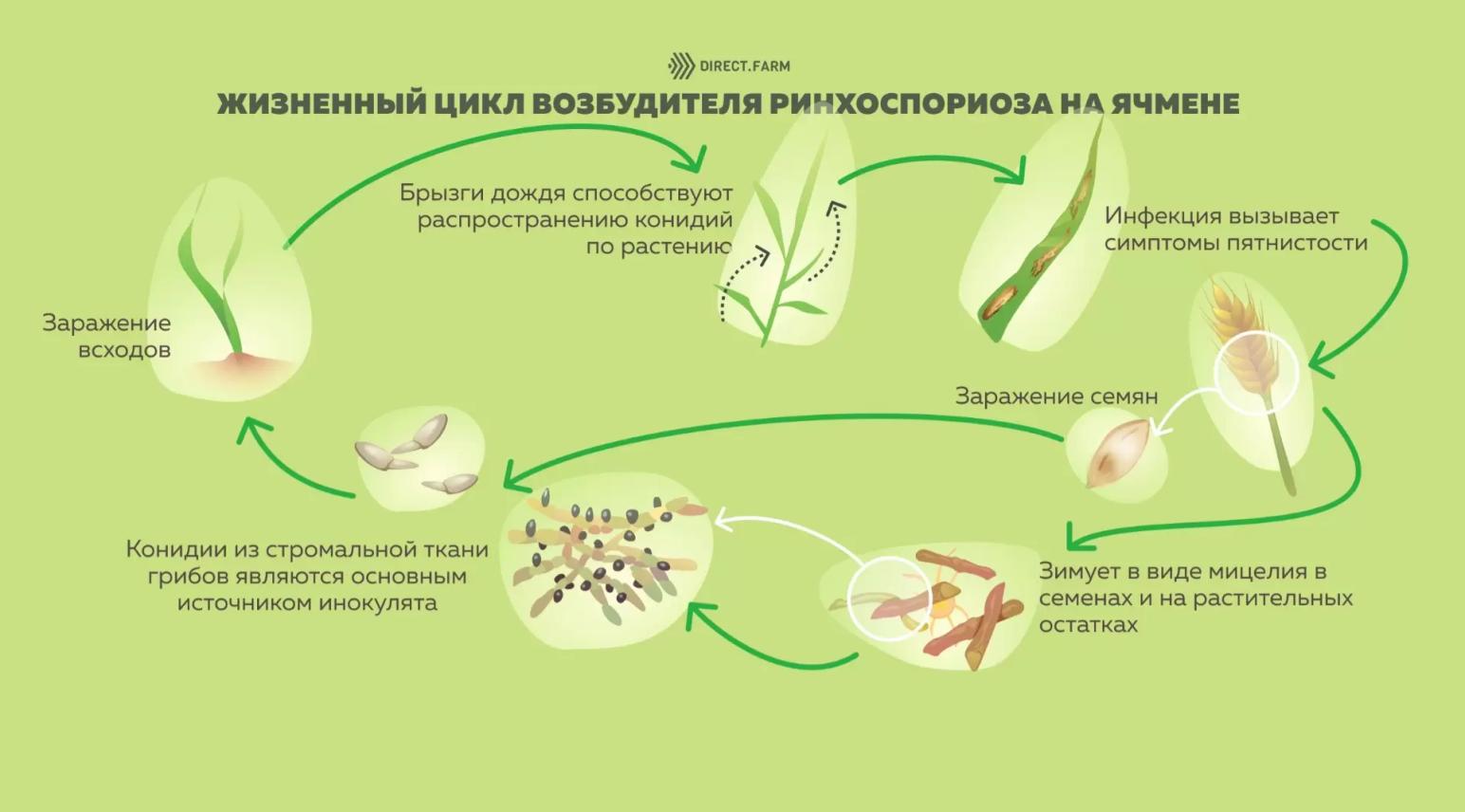 Борьба с ринхоспориозом (ожогом листьев) ячменя