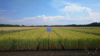 Сорта твердой пшеницы НЦЗ им. П.П.Лукьяненко