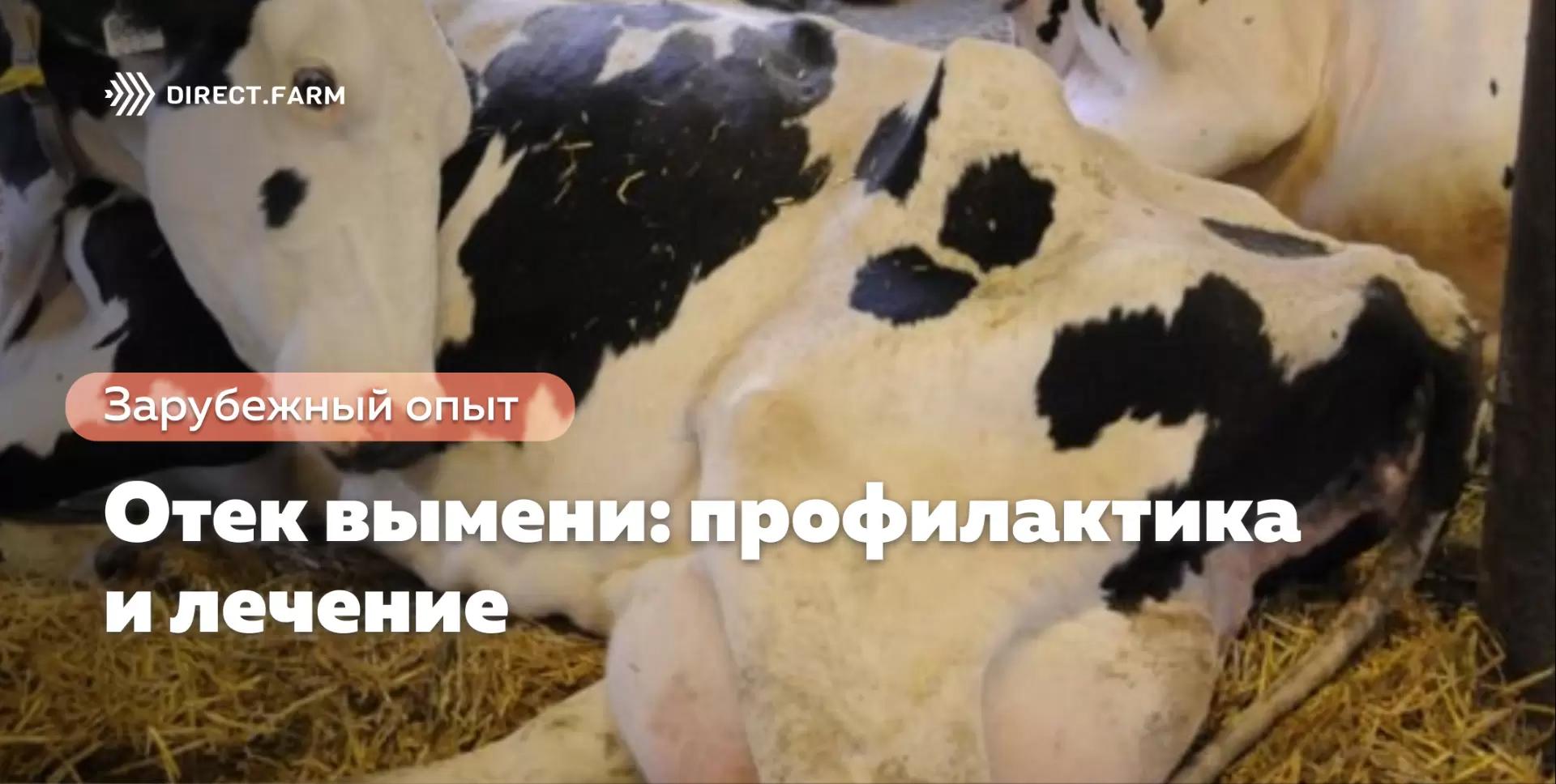 Отек вымени: профилактика VS лечение