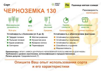 Черноземка 130 сорт мягкой озимой пшеницы