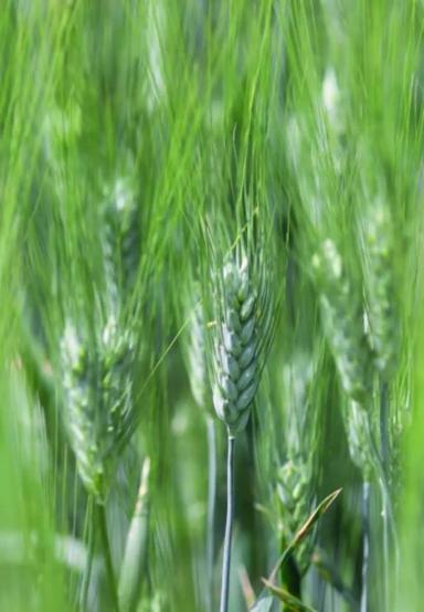 Тессадур (TESSADUR)  сорт яровой твердой пшеницы