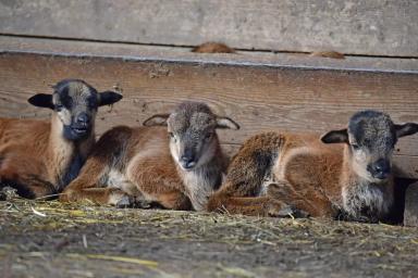 Камерунская порода овец