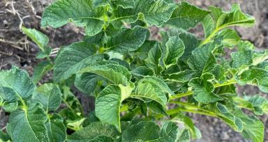 Приветствую аграрии! 