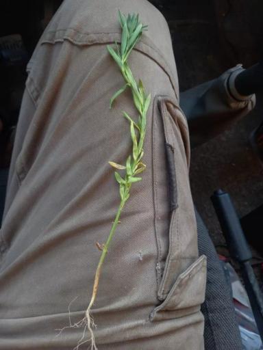 Вопросы из чатов: почему пожелтел лен?