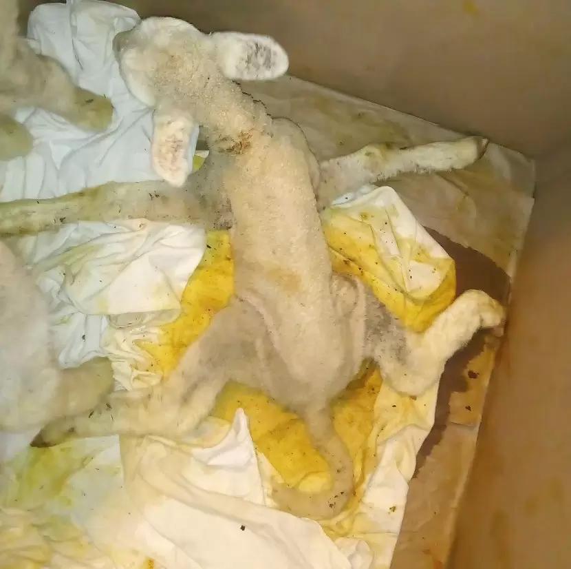 Вопросы из чатов: как помочь ягненку, который не может стоять?