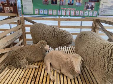 Артлухский меринос - порода овец 